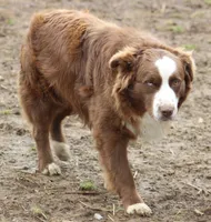Hercules , a male Australian Shepherd for sale in Anniston, AL – 5 of 6