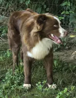 Hercules , a male Australian Shepherd for sale in Anniston, AL – 4 of 6