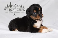 Black Tri Male, a male Miniature Australian Shepherd for sale in Anniston, AL – 1 of 10