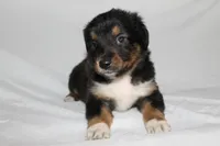 Black Tri Male, a male Miniature Australian Shepherd for sale in Anniston, AL – 4 of 10