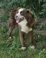Hercules , a male Australian Shepherd for sale in Anniston, AL – 3 of 6