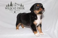 Black Tri Male, a male Miniature Australian Shepherd for sale in Anniston, AL – 2 of 10