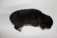 Black Tri Male, a male Miniature Australian Shepherd for sale in Anniston, AL – 10 of 10