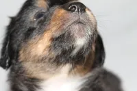 Black Tri Male, a male Miniature Australian Shepherd for sale in Anniston, AL – 9 of 10