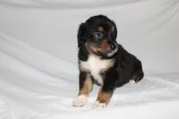 Black Tri Male, a male Miniature Australian Shepherd for sale in Anniston, AL – 7 of 10