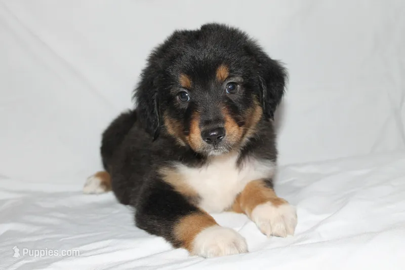Black Tri Male – Miniature Australian Shepherd puppy for sale in Anniston, AL