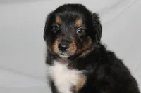 Black Tri Male, a male Miniature Australian Shepherd for sale in Anniston, AL – 3 of 10