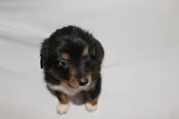 Black Tri Male, a male Miniature Australian Shepherd for sale in Anniston, AL – 6 of 10