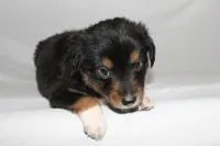 Black Tri Male, a male Miniature Australian Shepherd for sale in Anniston, AL – 8 of 10