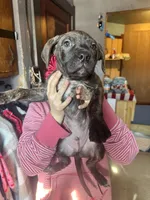 Green, a male American Staffordshire Terrier and Cane Corso for sale in Toledo, OH – Photo 3 of 4