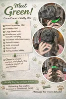 Green, a male American Staffordshire Terrier and Cane Corso for sale in Toledo, OH – Photo 2 of 4