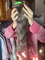 Green, a male American Staffordshire Terrier and Cane Corso for sale in Toledo, OH – Photo 4 of 4