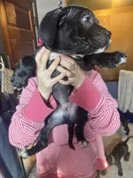 Blue, a male American Staffordshire Terrier and Cane Corso for sale in Toledo, OH – Photo 2 of 4