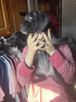 Pink, a female American Staffordshire Terrier and Cane Corso for sale in Toledo, OH – Photo 4 of 4