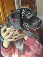 Pink, a female American Staffordshire Terrier and Cane Corso for sale in Toledo, OH – Photo 1 of 4