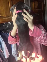 Pink, a female American Staffordshire Terrier and Cane Corso for sale in Toledo, OH – Photo 3 of 4