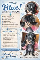 Blue, a male American Staffordshire Terrier and Cane Corso for sale in Toledo, OH – Photo 4 of 4