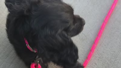 Tinker, a female Cocker Spaniel for sale in Menomonee Falls, WI – 2 of 2