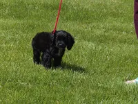 Tinker, a female Cocker Spaniel for sale in Menomonee Falls, WI – 1 of 2
