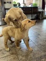 Sold pink collar, a female Golden Retriever for sale in Oktaha, OK – 2 of 6