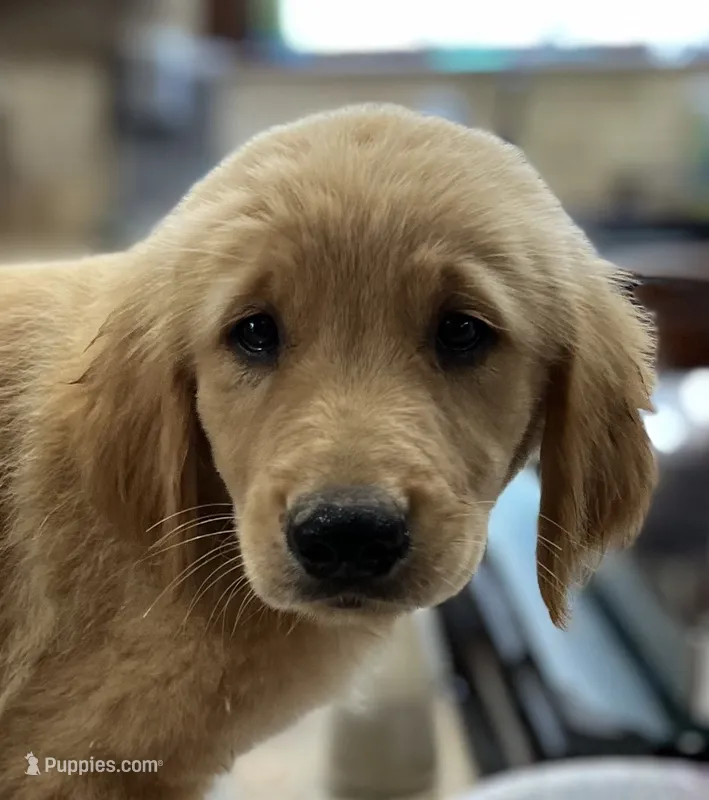 pink collar – Golden Retriever puppy for sale in Oktaha, OK
