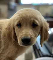 Sold pink collar, a female Golden Retriever for sale in Oktaha, OK – 1 of 6