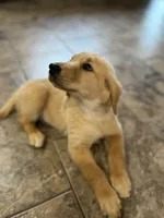 Sold pink collar, a female Golden Retriever for sale in Oktaha, OK – 3 of 6