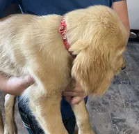 Sold red collar, a male Golden Retriever for sale in Oktaha, OK – 4 of 8