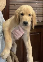 Sold red collar, a male Golden Retriever for sale in Oktaha, OK – 3 of 8