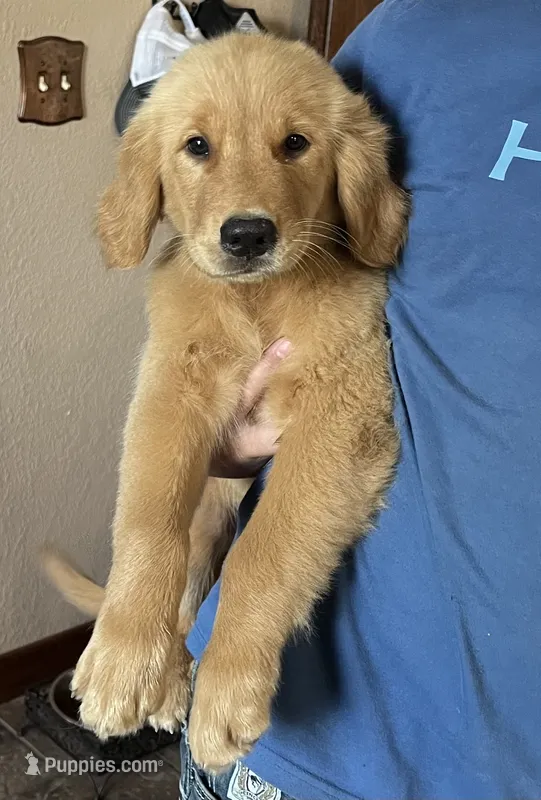 black collar – Golden Retriever puppy for sale in Oktaha, OK