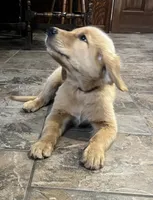 Sold black collar, a male Golden Retriever for sale in Oktaha, OK – 4 of 5