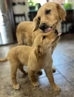 Sold pink collar, a female Golden Retriever for sale in Oktaha, OK – 4 of 6