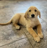 Sold pink collar, a female Golden Retriever for sale in Oktaha, OK – 6 of 6