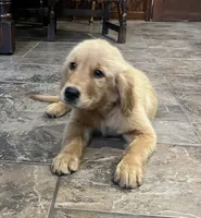 Sold black collar, a male Golden Retriever for sale in Oktaha, OK – 3 of 5