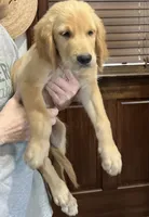 Sold red collar, a male Golden Retriever for sale in Oktaha, OK – 5 of 8