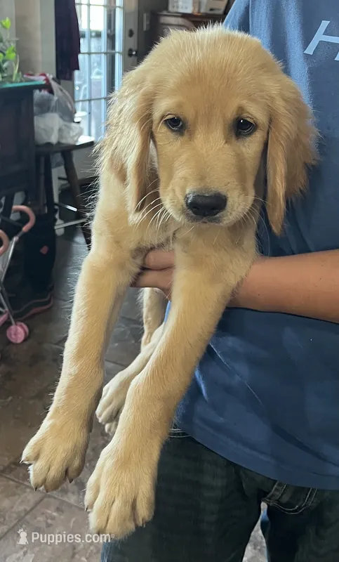 Sold purple collar – Golden Retriever puppy for sale in Oktaha, OK