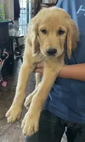 Sold purple collar, a female Golden Retriever for sale in Oktaha, OK – 1 of 1