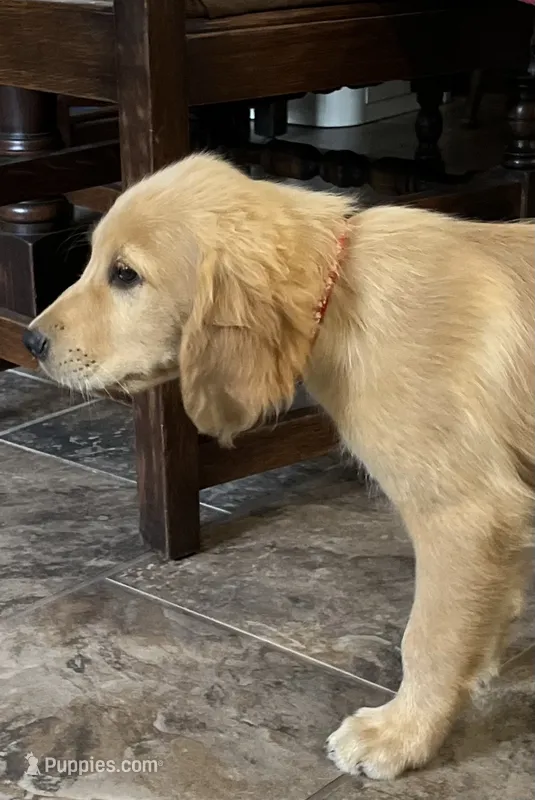 red collar – Golden Retriever puppy for sale in Oktaha, OK