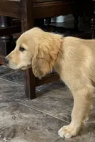 Sold red collar, a male Golden Retriever for sale in Oktaha, OK – 1 of 8