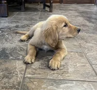Sold black collar, a male Golden Retriever for sale in Oktaha, OK – 2 of 5