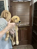 Sold red collar, a male Golden Retriever for sale in Oktaha, OK – 6 of 8