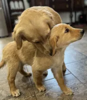 Sold pink collar, a female Golden Retriever for sale in Oktaha, OK – 5 of 6