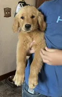 Sold black collar, a male Golden Retriever for sale in Oktaha, OK – 5 of 5