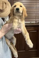 Sold red collar, a male Golden Retriever for sale in Oktaha, OK – 2 of 8