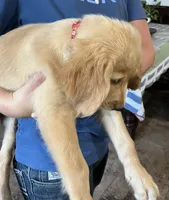 Sold red collar, a male Golden Retriever for sale in Oktaha, OK – 8 of 8