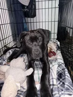 Merlin , a male Labrador Retriever for sale in Greenville, SC – 5 of 8