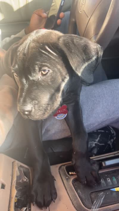 Merlin , a male Labrador Retriever for sale in Greenville, SC – 8 of 8