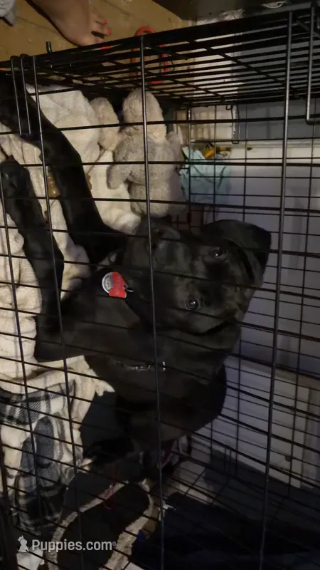 Merlin  – Labrador Retriever puppy for sale in Greenville, SC