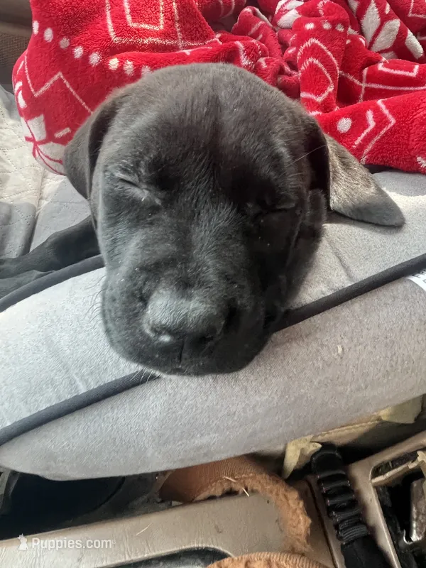 Merlin  – Labrador Retriever puppy for sale in Greenville, SC