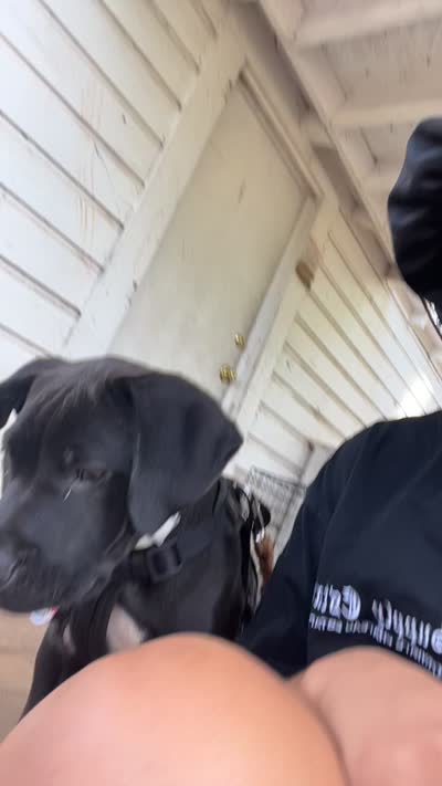 Merlin , a male Labrador Retriever for sale in Greenville, SC – 6 of 8